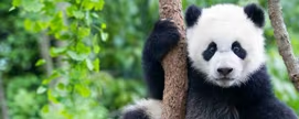 chengdu