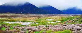林芝桃花